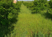 Satılır 100 sot torpaq Göyçay