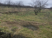 Satılır 115 sot torpaq Xaçmaz