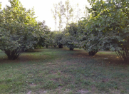 Satılır 28 sot torpaq Qəbələ