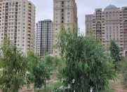 Satılır 3 otaqlı 125 m2 yeni tikili İçəri Şəhər m.
