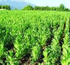 Satılır 46 sot torpaq Quba