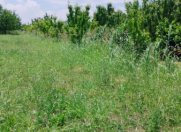 Satılır 100 sot torpaq Xaçmaz