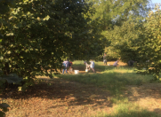 Satılır 220 sot torpaq Zaqatala