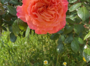 İcarəyə verilir 8 otaqlı 240 m2 bağ evi Mərdəkan