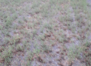 Satılır 97 sot torpaq Göyçay