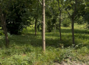 Satılır 28 sot torpaq Qəbələ