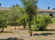 Satılır 6 sot torpaq Əhmədli