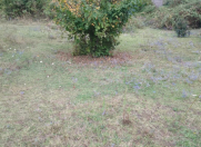 Satılır 6 sot torpaq İsmayıllı