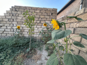 Satılır 6 sot torpaq Xocəsən