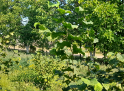 Satılır 4 sot torpaq Qusar