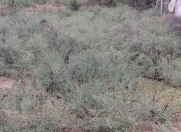 Satılır 3 otaqlı 15 m2 obyekt İmişli