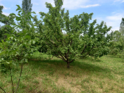 Satılır 11 sot torpaq Quba