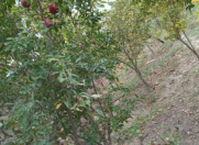 Satılır 6 sot torpaq Albalı