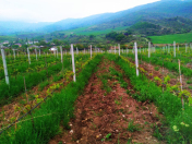 Satılır 1 sot torpaq İsmayıllı