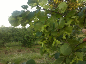 Satılır 60 sot torpaq Xaçmaz