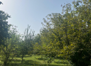 Satılır 10 sot torpaq Qəbələ