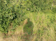 Satılır 8 sot torpaq Quba