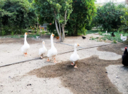 Satılır 15 sot torpaq Əhmədli