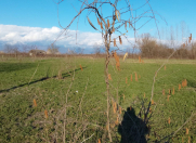 Satılır 74 sot torpaq Oğuz