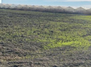 Satılır 500 sot torpaq Salyan