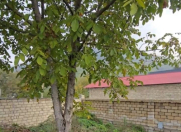 Satılır 4 sot torpaq Qəbələ