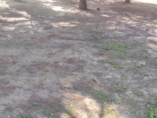 Satılır 1.4 sot torpaq Qaraçuxur