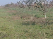 Satılır 51 sot torpaq Quba