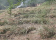 Satılır 28 sot torpaq Qəbələ