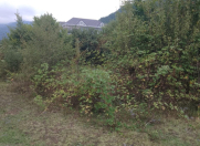 Satılır 6 sot torpaq İsmayıllı