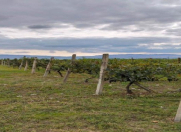 Satılır 710 sot torpaq Şəki