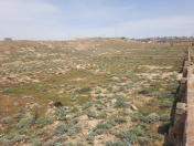 Satılır 12 sot torpaq Badamdar