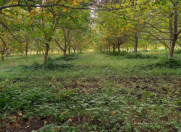 Satılır 1400 sot torpaq Qusar