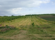 Satılır 64 sot torpaq Quba