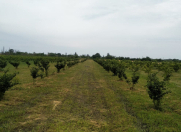 Satılır 50 sot torpaq Xaçmaz