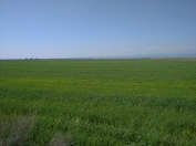 Satılır 20000 sot torpaq Xaçmaz