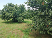 Satılır 120 sot torpaq Qəbələ