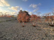 Satılır 3 otaqlı 50 m2 bağ evi Albalı