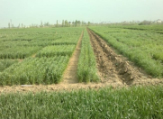 Satılır 200 sot torpaq Siyəzən