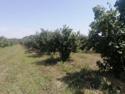 Satılır 100 sot torpaq Xudat