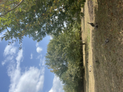 Satılır 10 sot torpaq Qəbələ