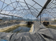 Satılır 5 otaqlı 10000 m2 obyekt Türkan