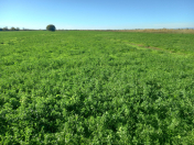 Satılır 326 sot torpaq Göyçay