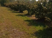 Satılır 1.5 sot torpaq Xudat