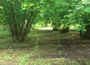 Satılır 30 sot torpaq Oğuz