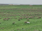 Satılır 1000 sot torpaq Fatmayı