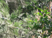 Satılır 4 otaqlı 100 m2 həyət evi Bayıl parkı