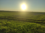 Satılır 326 sot torpaq Göyçay