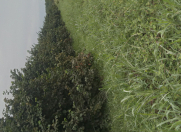 Satılır 100 sot torpaq Xaçmaz