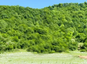 Satılır 150 sot torpaq Quba