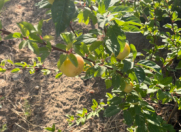 Satılır 12 sot torpaq Sea Breeze Resort